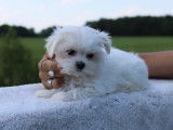 Chiots de race Bichon Maltais à vendre (1 femelle & 3 mâles)