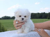 Chiots de race Bichon Maltais à vendre (1 femelle & 3 mâles)
