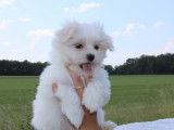Chiots de race Bichon Maltais à vendre (1 femelle & 3 mâles)