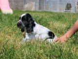 Chiot de race Cocker Anglais femelle &agrave; vendre