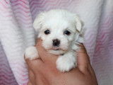 Chiots de race Bichon Maltais &agrave; vendre (1 femelle & 4 m&acirc;les)