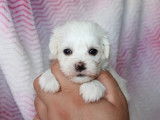 Chiots de race Bichon Maltais &agrave; vendre (1 femelle & 4 m&acirc;les)