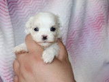 Chiots de type Bichon Maltais à vendre (1 femelle & 4 mâles)