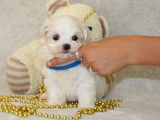 Chiots de type Bichon Maltais à vendre (1 femelle & 4 mâles)