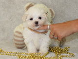 Chiots de type Bichon Maltais à vendre (1 femelle & 4 mâles)