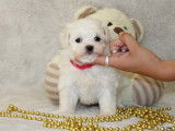 Chiots de type Bichon Maltais à vendre (1 femelle & 4 mâles)