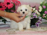 Chiots de type Bichon Maltais à vendre (1 femelle & 4 mâles)