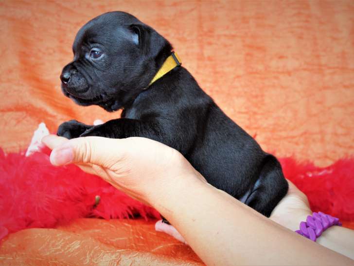 Chiots Staffordshire Bull Terrier (Staffie) à vendre