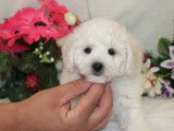 Chiots de race Bichon Frisé à vendre (3 mâles)