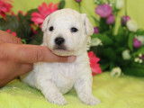 Chiots de race Bichon Frisé à vendre (3 mâles)