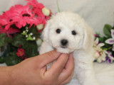 Chiots de race Bichon Frisé à vendre (3 mâles)