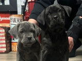 6 chiots Cane Corso LOF de 2 mois &agrave; vendre