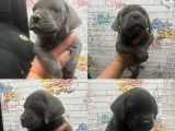 6 chiots Cane Corso LOF de 2 mois &agrave; vendre