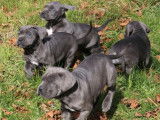 6 chiots Cane Corso LOF de 2 mois &agrave; vendre