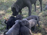 6 chiots Cane Corso LOF de 2 mois &agrave; vendre
