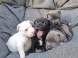 Chiots Staffordshire Bull Terrier LOF à vendre