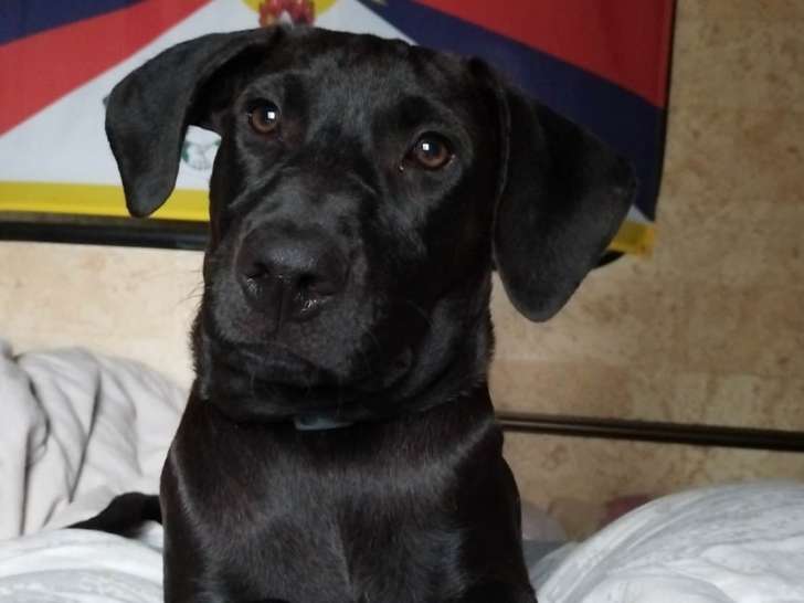 Chiot mâle de 5 mois
