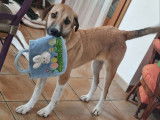 Chien d'un an à adopter