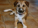 Chien d'un an à adopter