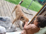 Chien d'un an à adopter
