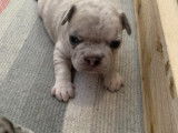 Chiots Bouledogue Français à vendre