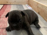 Chiots Bouledogue Français à vendre
