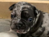 Chiots Bouledogue Français à vendre