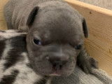 Chiots Bouledogue Français à vendre