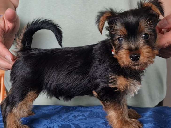 Chiots Australian Silky Terrier à réserver