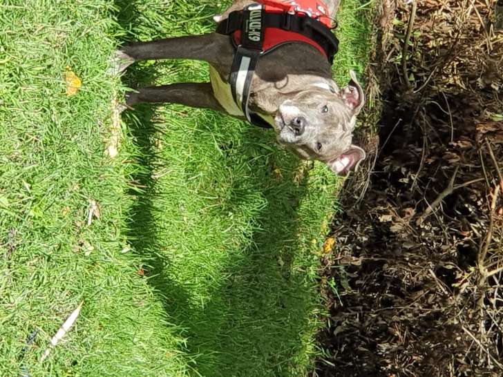 Donne chienne Amstaff