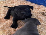 Chiots American Bully à vendre