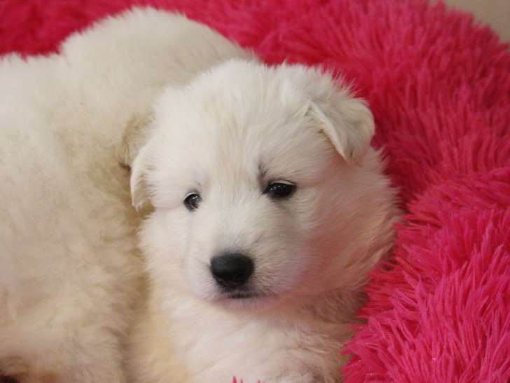 Chiots berger blanc suisse Lof a réserver