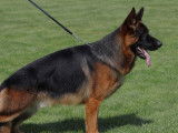 Mâle Berger Allemand de pure race disponible pour saillie