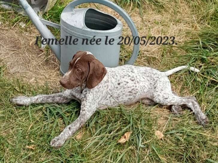 Chiot Femelle Braque Français croisée Braque Allemand à  vendre.