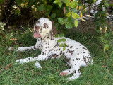 Chiots Dalmatien LOF disponibles
