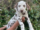 Chiots Dalmatien LOF disponibles