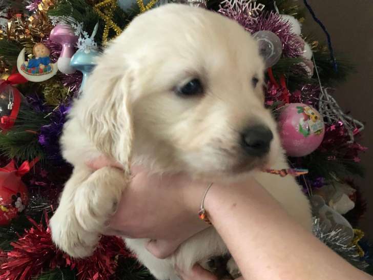 Chiots Golden Retriever créme