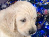 Chiots Golden Retriever créme