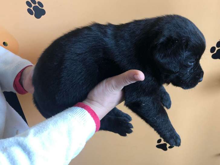 Chiots Labrador Retriever à vendre