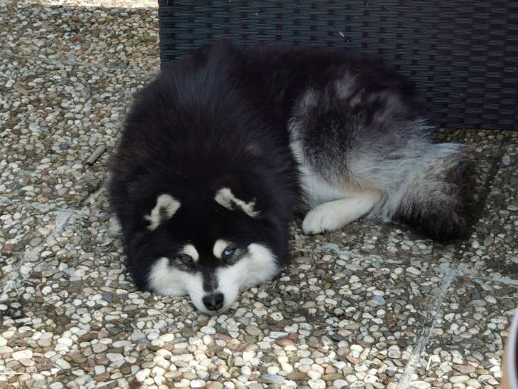 Mâle Pomsky à vendre
