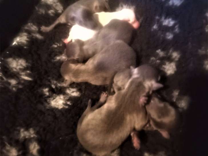 Jolis chiots Petits Lévriers Italiens à vendre