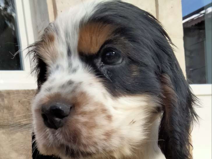 Chiot Cocker anglais région parisienne