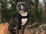 Mâle Staffie bleu disponible pour saillie