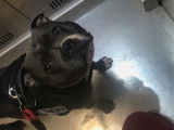 Mâle Staffie bleu disponible pour saillie