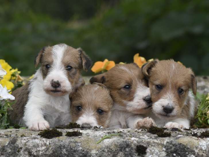 Chiot fox à poil lisse