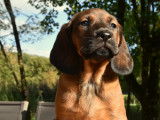 Chiots mâles Rouge de Bavière
