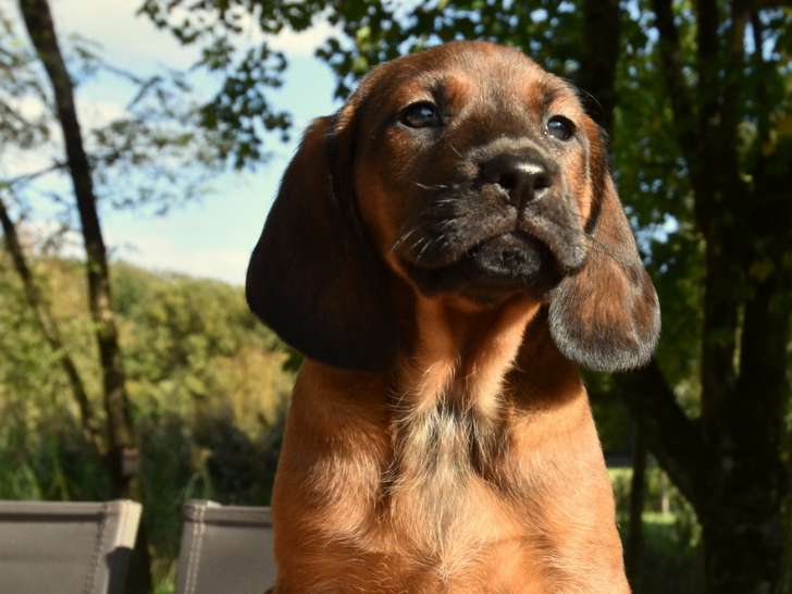 Chiots mâles Rouge de Bavière