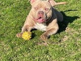 Mâle American Bully pocket disponible pour saillie