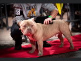 Mâle American Bully pocket disponible pour saillie