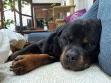 Chien Rottweiler de 10 ans à adopter